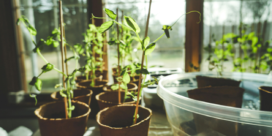 Keep Your Grow Lights Working Their Best