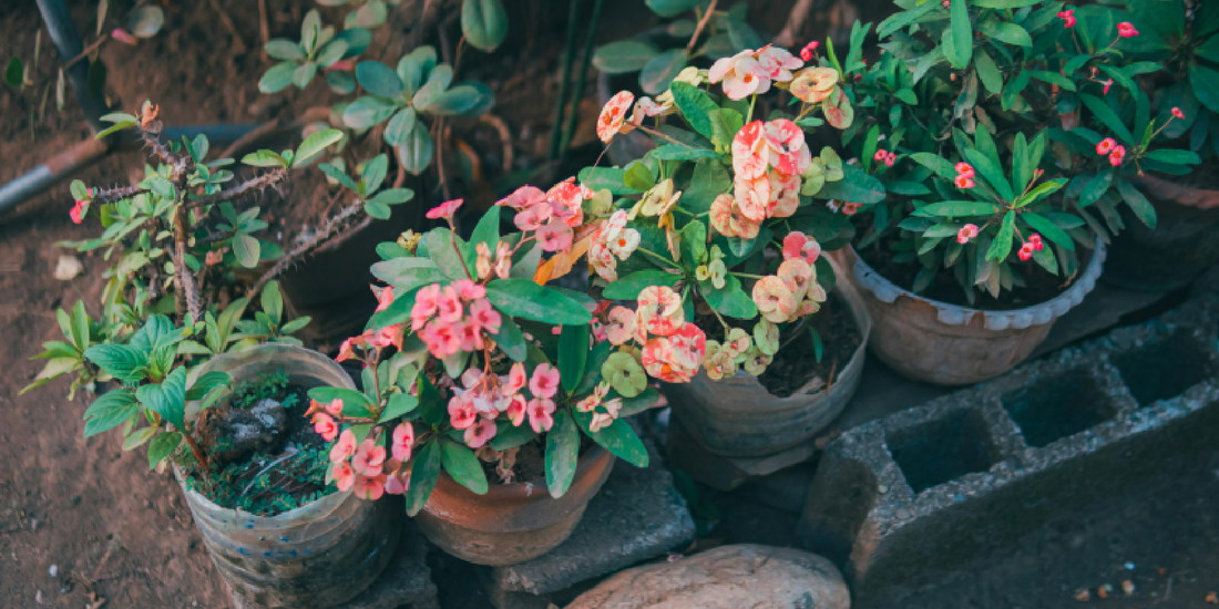 Layering Techniques for Tiered Plant Stands