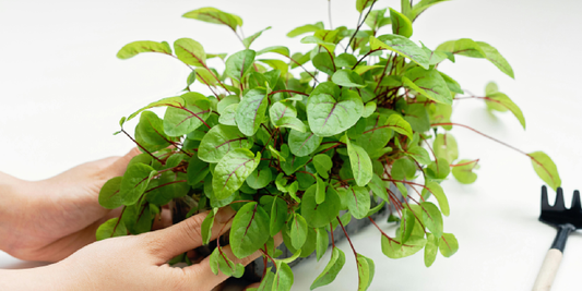 Let Your Home Breathe