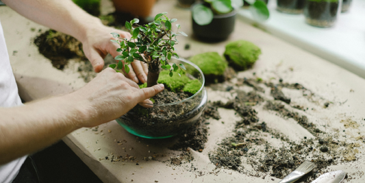 Minimalist Indoor Plant Shelf Designs