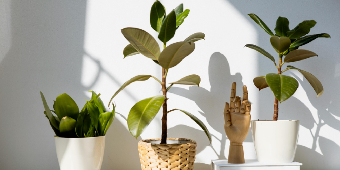 Mounted Grow Lights vs Embedded Grow Lights: Which Design Is More Practical for Indoor Plant Shelves?