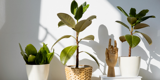 Mounted Grow Lights vs Embedded Grow Lights: Which Design Is More Practical for Indoor Plant Shelves?