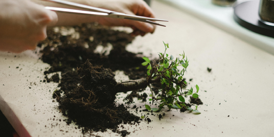 Plant Healing: From Failure to a Quiet, Steady Companion