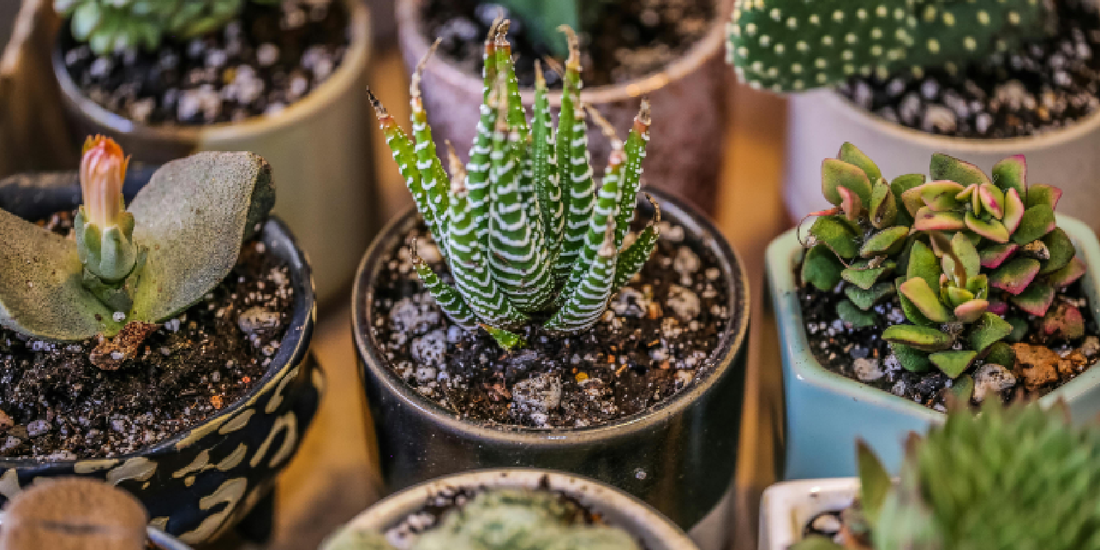 Plant Shelf Styling Ideas for Boho Interiors