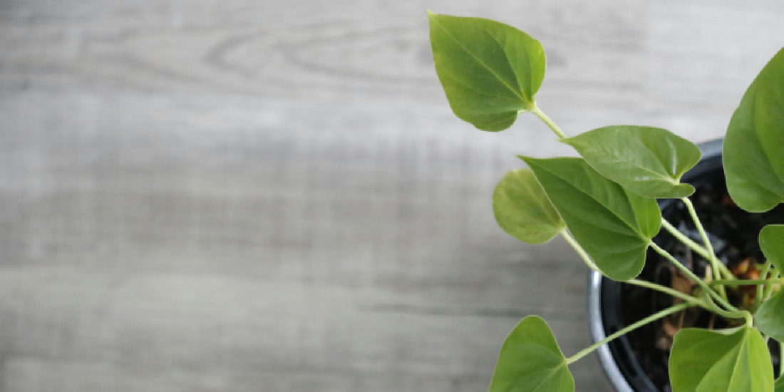 Plant Shelf System vs Grow Light Setup: Which One Is More Efficient Long-Term?