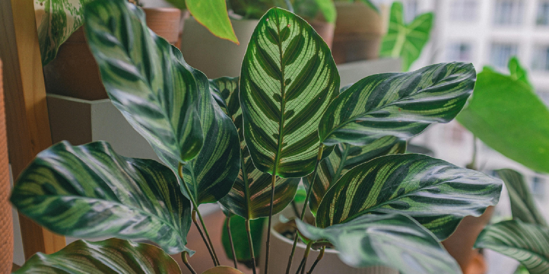 Plant Shelf With Grow Lights vs Regular Shelf: What Actually Makes a Difference for Indoor Plants?