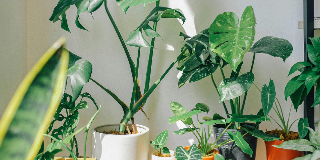 Plant Shelf With Grow Lights vs Regular Shelves A Rational Comparison for Indoor Plant Owners