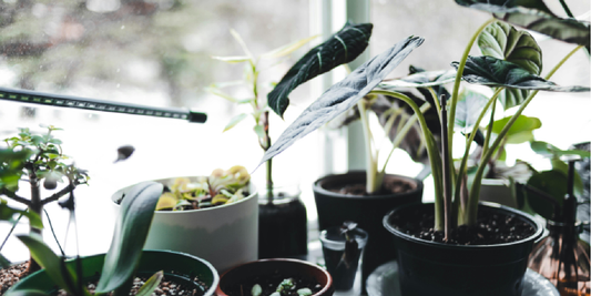 Plant Shelf With Grow Lights vs Regular Shelves: What Actually Makes a Difference for Indoor Plants?