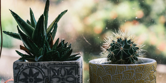 Professional Indoor Plant Care Guide