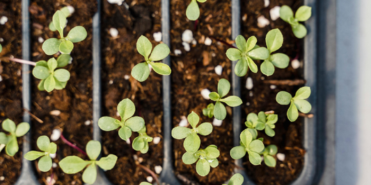 Scientific Guide to Using and Maintaining Grow Lights for Indoor Plant Health