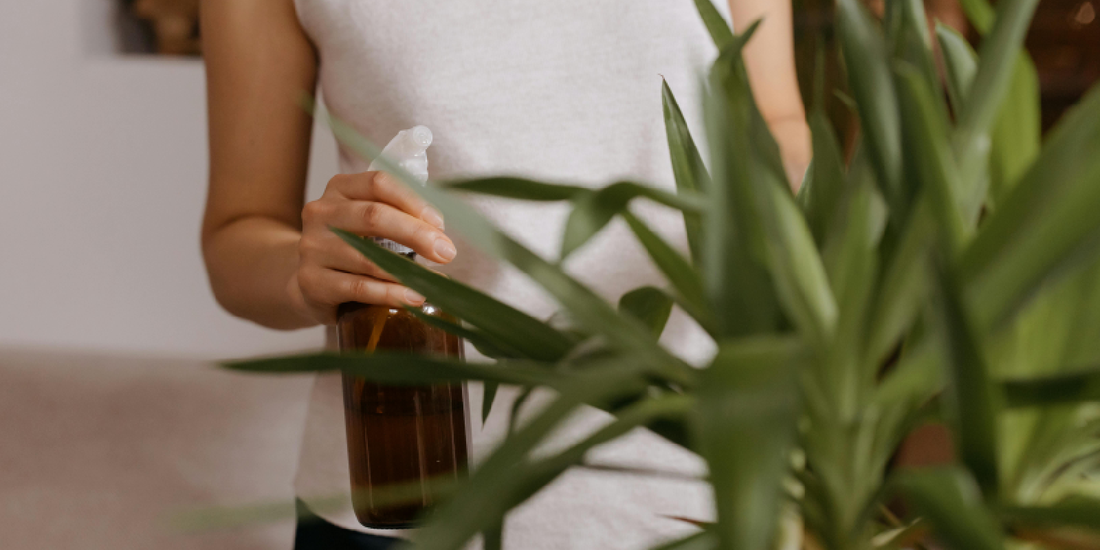 The Beauty of Growing Plants Under Natural White Light