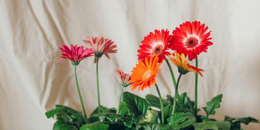 The Best Gifts for Plant Lovers