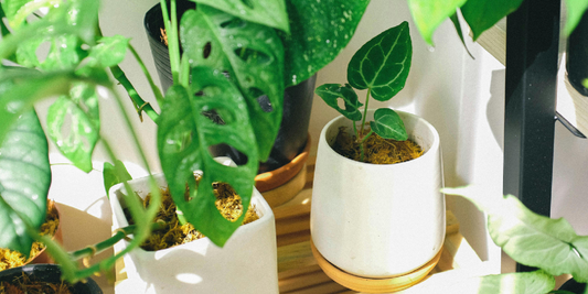 The Best Plant Shelf for Apartments: How Vertical Design + Shelf-Mounted Grow Lights Save Space (and Plants)