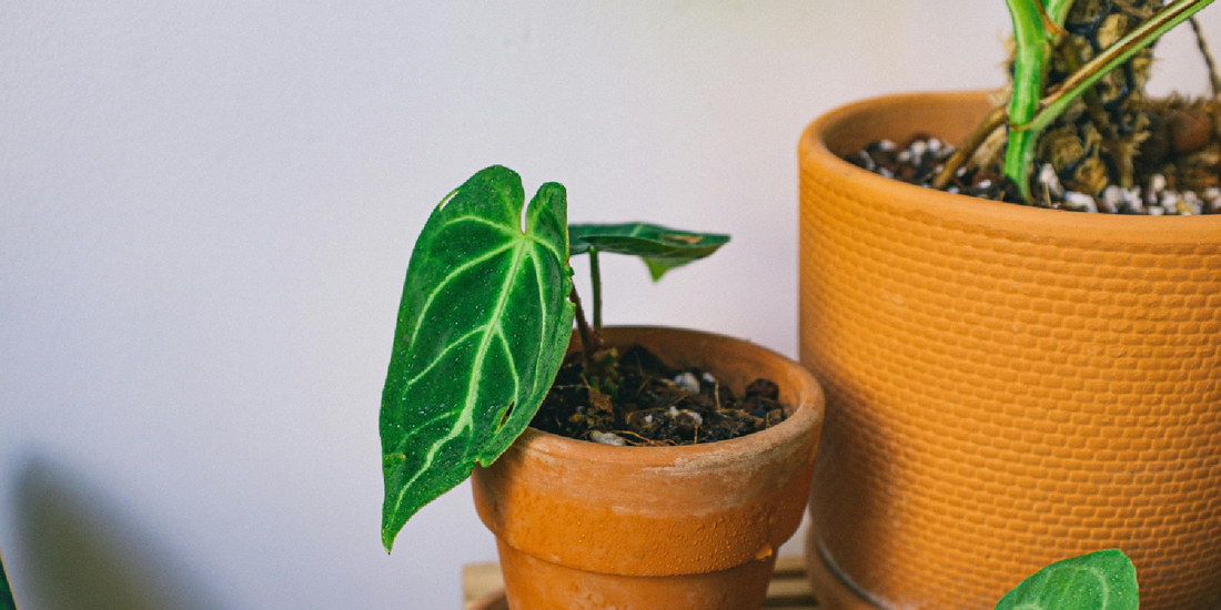 The Best Plant Shelf for Apartments and Small Spaces How Vertical Design + Shelf-Mounted Grow Lights Actually Make Indoor Plants Work