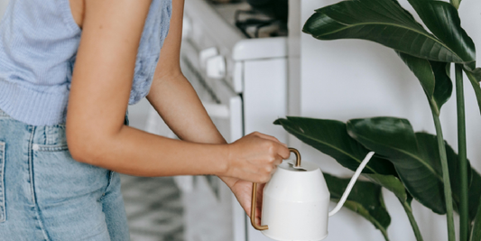 The First Time Your Plant Thrives: Why That Small Success Feels So Big