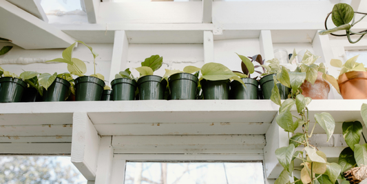The Little Green Corner That Brought Warmth Into Our Home