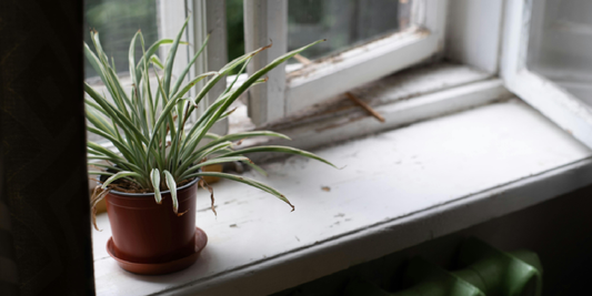 The Perfect First Plant Gift for Beginners: Easy Green Living in Small Urban Spaces