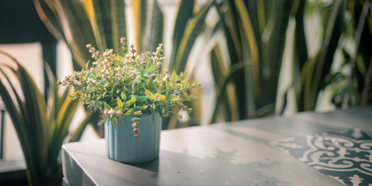 The Perfect Gift for Photographers: Light, Depth, and a Living Subject That Never Stops Changing