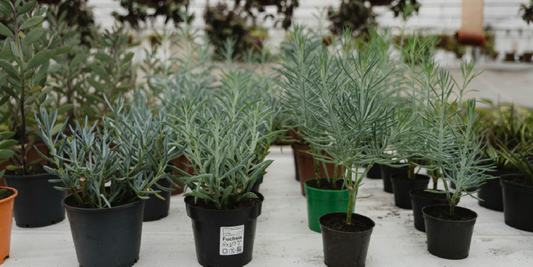 The Perfect Gift for Scandinavian Style Lovers: Light, Nature, and Quiet Beauty in One Design