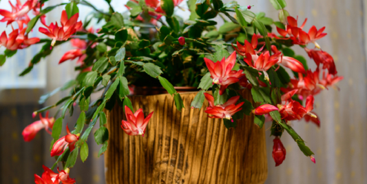 The Perfect Gift for Urban Professionals: A Scandinavian Work-From-Home Sanctuary in One Design