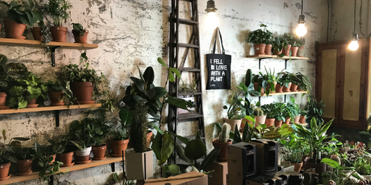The Psychology of Green Spaces in the Home
