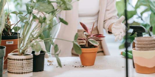 The Shelf We All Grew Around — A Shared Home Story