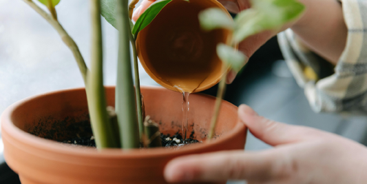 Tiered Plant Stand vs Hanging Plant Holders