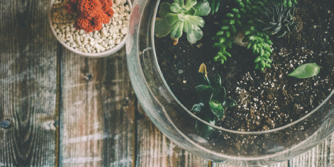 Tips for Styling Plants in Studio Apartments