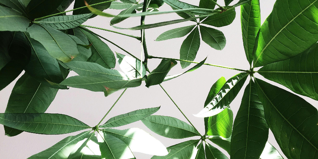 Transform Any Space with the VerdantGlow S-Shaped Plant Shelf