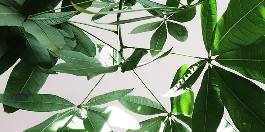 Transform Any Space with the VerdantGlow S-Shaped Plant Shelf
