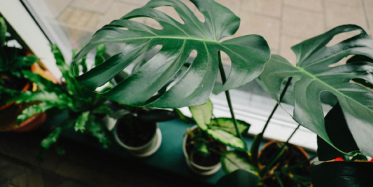 Transform Your Home with a Thriving Indoor Garden