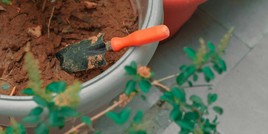 Vertical Gardening Solutions for Apartments