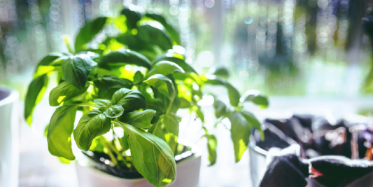 Vertical Plant Shelf With Grow Lights vs Grow Light Stands Which Setup Works Better Indoors?