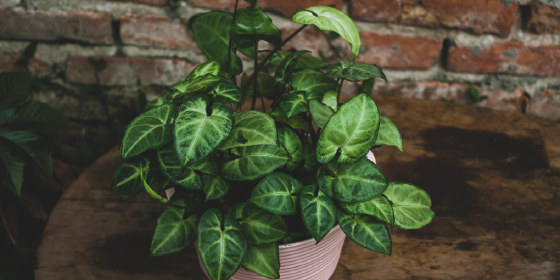 Vertical Plant Shelf vs Grow Light Stand: Which One Works Better for Indoor Plants?