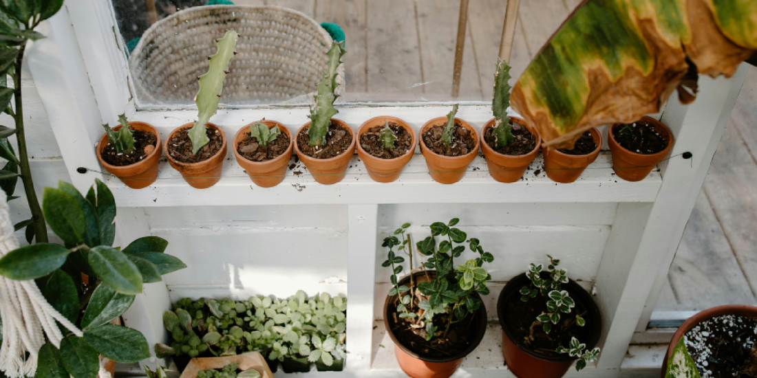 When Plants Quietly Become the Background of Life