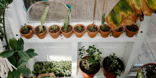 When Plants Quietly Become the Background of Life