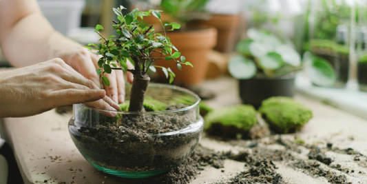 When Your First Plant Didn’t Survive: A Gentle, Confidence-Building Way to Try Again