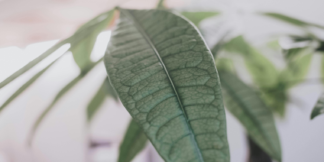 Why Indoor Plants Die in Low Light: The Real Reason Most Houseplants Struggle Indoors