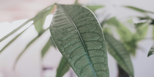 Why Indoor Plants Die in Low Light: The Real Reason Most Houseplants Struggle Indoors