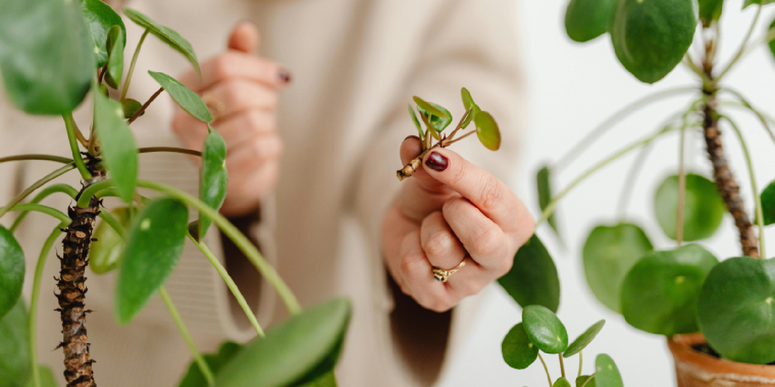 Why Indoor Plants Die in Low Light: Understanding Plant Struggles and How to Fix Them