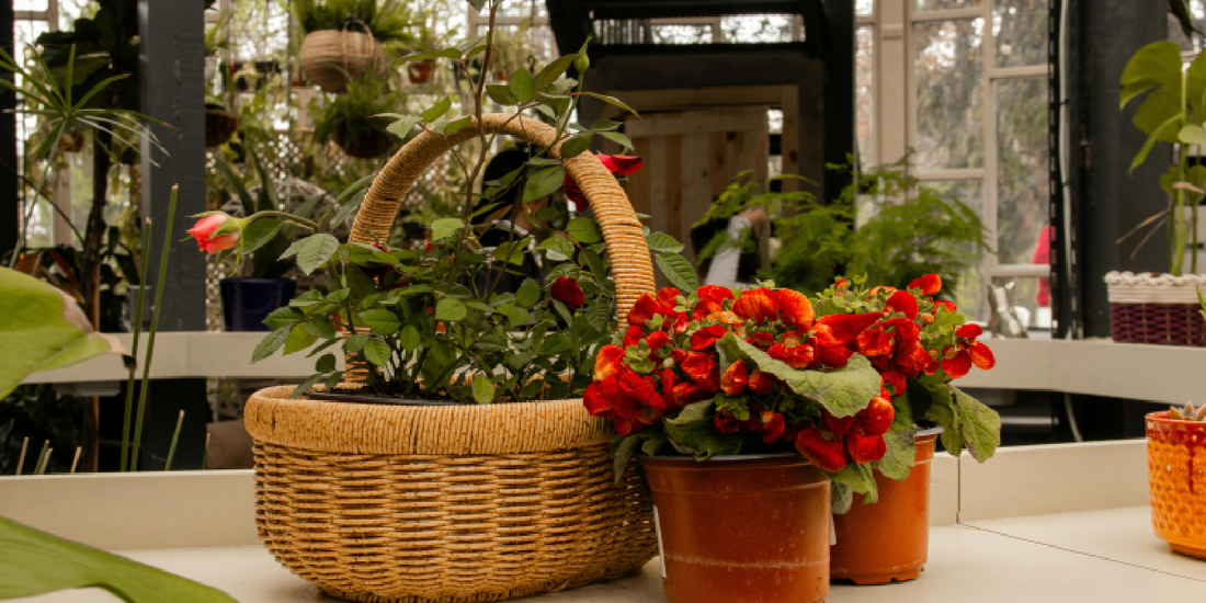 Why Indoor Plants Fail in Low Light — And How Shelf-Mounted Grow Lights Actually Fix It