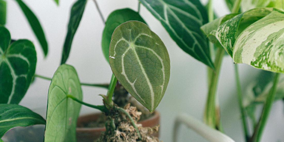 Why Indoor Plants Fail in Low Light And How Shelf-Mounted Grow Lights Actually Solve the Problem