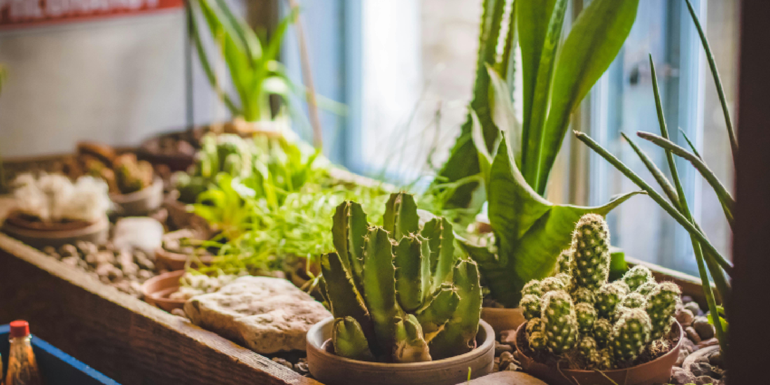 Why Plants Work Best as Background — and How to Build It Right