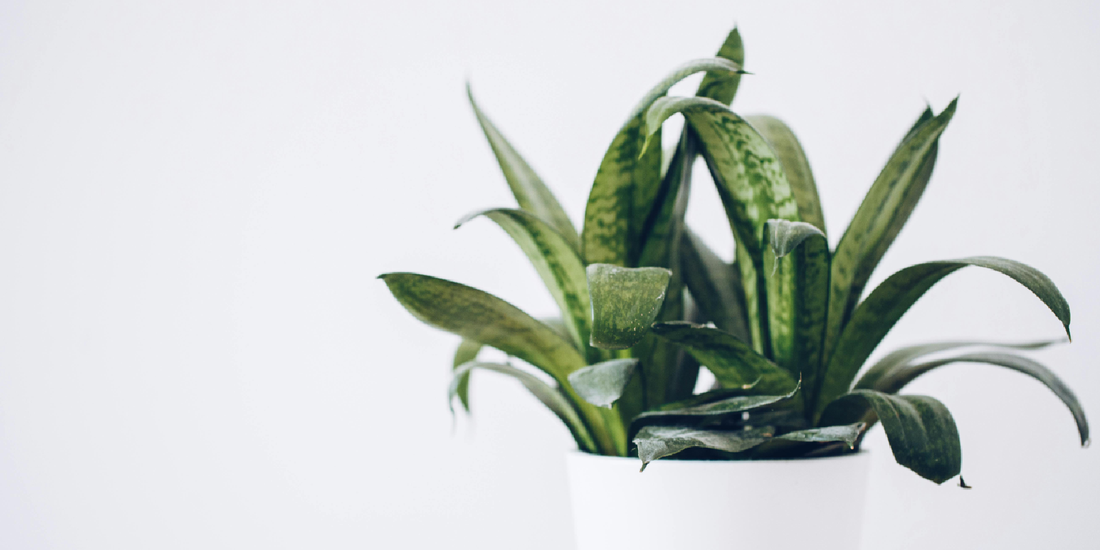 amoyls Plant Shelf Review: VerdantGlow S-Shaped 8-Tier Plant Shelf with Grow Lights