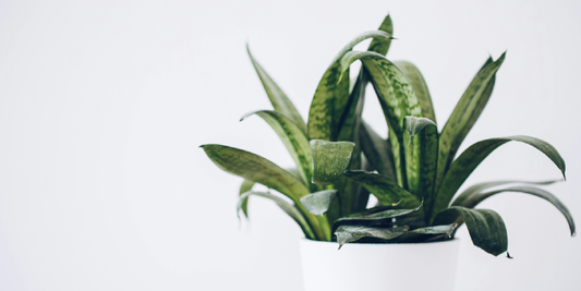 amoyls Plant Shelf Review: VerdantGlow S-Shaped 8-Tier Plant Shelf with Grow Lights