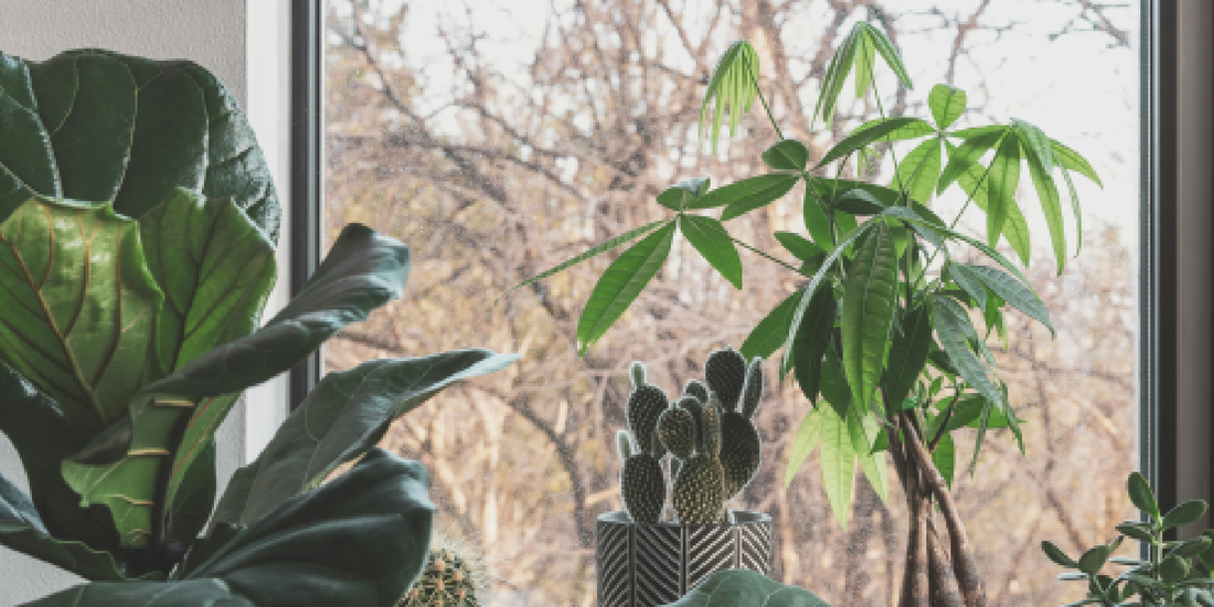 amoyls VerdantGlow 8-Tier Shelf Review: Is a Grow Light System Enough for Indoor Plants?